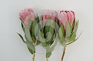 Red protea plant on white background