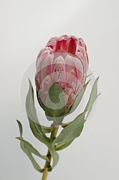 Red protea plant on white background