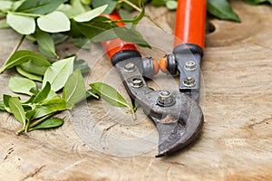 Red pruning shears photo