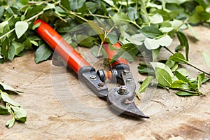 Red pruning shears photo
