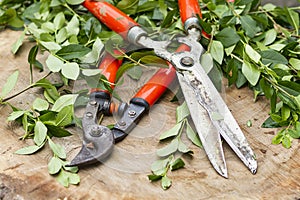 Red pruning shears photo