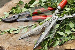Red pruning shears photo