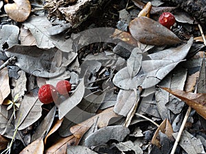 Red Puffball Mushrooms Growing in Leaf Mulch