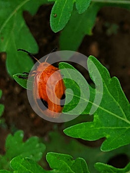 Red Pumpkin Beetle