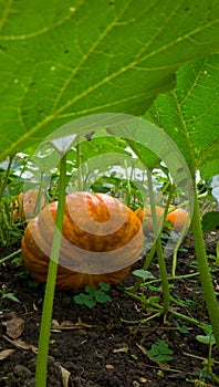 Red pumpking for hallowing