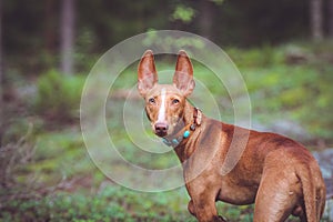 Red puppy cirneco looking to the photographer photo