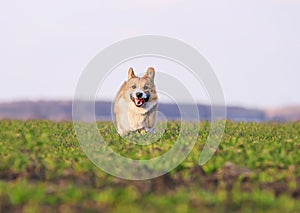 Red puppy dog Corgi running fast on green grass on spring meadow with a green young grass funny opening his mouth in a