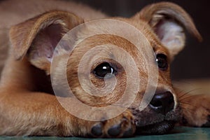 Red puppy pooch at the shelter