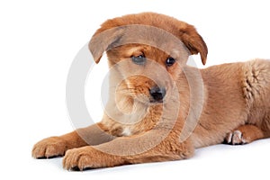 The red puppy on white background
