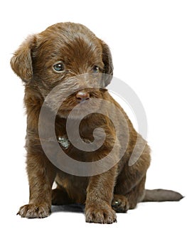 Red puppy on a white background