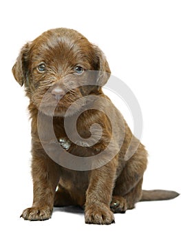 Red puppy on a white background