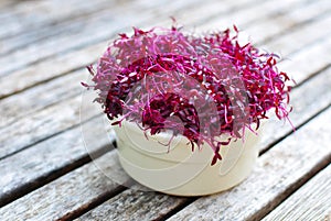 Red Purple Amaranth Microgreens photo