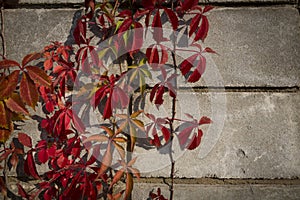 Red, purple autumn ivy vine leaves on the background of a stone wall made of blocks.