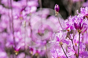 Red purple azalea blossoms