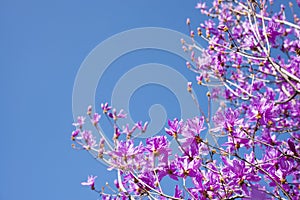 Red purple azalea blossoms