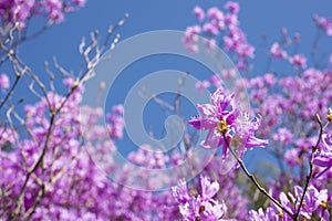 Red purple azalea in blur