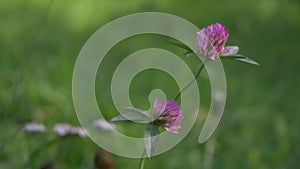Red purple clover trefoil flowers trifolium pratense close up view summe time in green grass