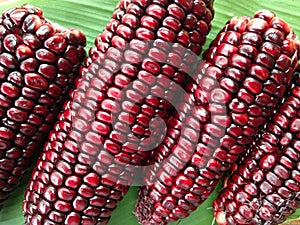 red purple corn