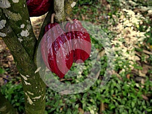 red purple criollo cocoa pods on theobroma cacao tree, caribbean