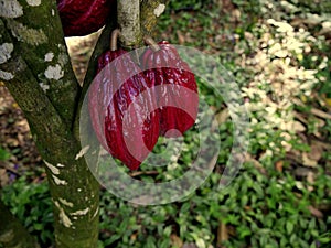 red purple criollo cocoa pods on theobroma cacao tree, caribbean photo