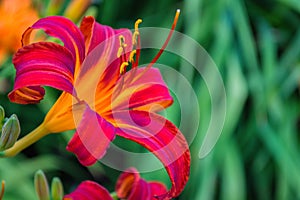 Red-purple daylilies flowers or Hemerocallis. Daylilies on green leaves background. Flower beds with flowers in garden.