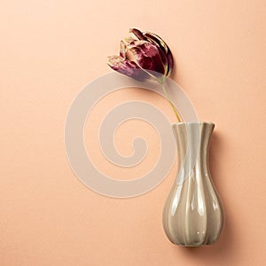 Red purple dry tulip flower in a vase on pink beige background