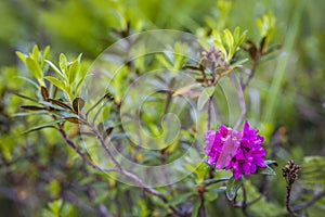 Red purple flower alpenrose Rhododendron ferrugineum with fresh photo