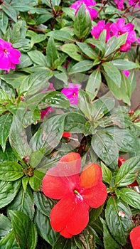 Red and purple flowers, impatiens walleriana lizzy photo