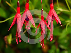 Red and Purple Fuchsia Flowers