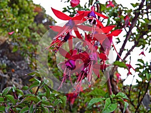 Red and purple Fuchsia Magellanica