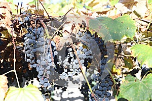 Red or purple grapes in vine. Ripe fruits during autumn harvest season