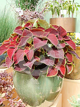 Red purple leaves of the coleus, Plectranthus scutellarioides