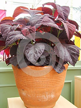 Red purple leaves of the coleus, Plectranthus scutellarioides