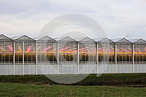 Red and purple LED lights over crops as sustainable growth accelerator in greenhouses