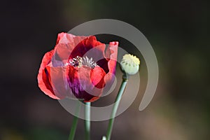 Red and purple oriental poppy