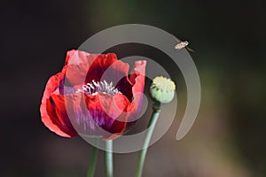 Red and purple oriental poppy