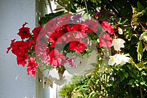 Red and purple petunias, along with white \'Illumination White\' begonias, bloom in a hanging pot in August. Berlin