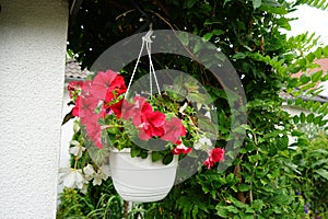 Red and purple petunias, along with white \'Illumination White\' begonias, bloom in a hanging pot in July.