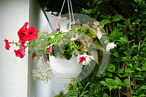 Red and purple petunias, along with white \'Illumination White\' begonias, bloom in a hanging pot in July.