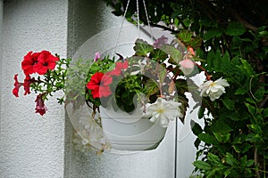 Red and purple petunias, along with white \'Illumination White\' begonias, bloom in July. Berlin, Germany