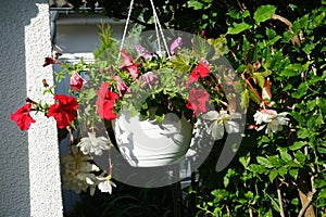 Red and purple petunias, along with white \'Illumination White\' begonias, bloom in July. Berlin, Germany