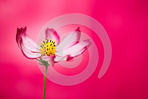 Red purple pink wild flower Wild Cosmos Flower Cosmos bipinnatus blooming during Spring and Summer closeup macro