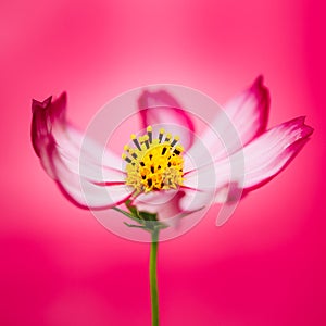 Red purple pink wild flower â€œWild Cosmos Flowerâ€ Cosmos bipinnatus blooming during Spring Summer closeup macro photo isolated