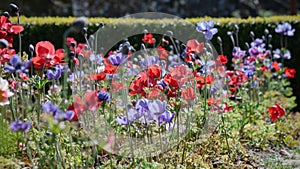 Red and purple poppies in border with hedgerow