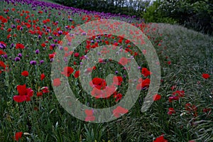 Red and purple poppies on a summer meadow