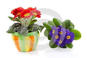 Red and purple primula flower in colorful pot