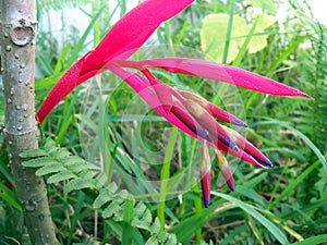 Red and purple Queens Tears Bromeliad bloom close up