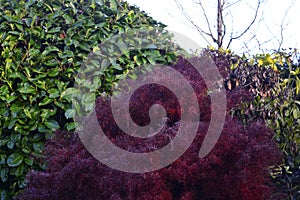 A red/purple shrub contrasting with green shrubbery