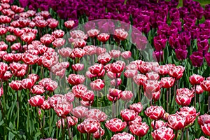 Red and purple tulips pattern, nature background, flower pattern, gardening