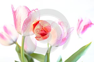 Red and purple tulips on white background